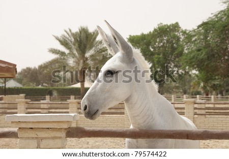 Closeup of white donkey