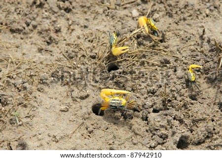 Little fiddler crabs with yellow fiddle claw