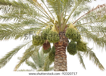 Green dates clusters on date tree