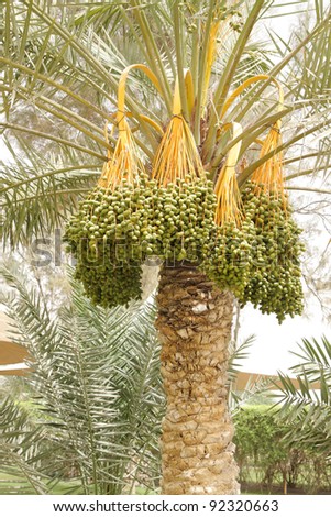 Hanging kimri clusters on date tree