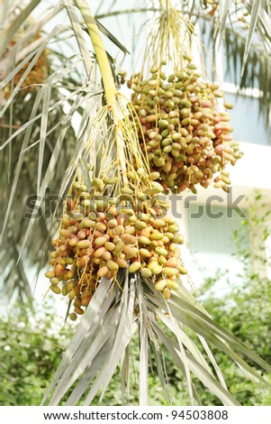 Green, orange & yellow kimri dates clusters on branch of a date tree