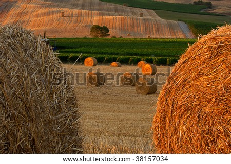 Gray and gold haystacks on agriculture landscape background