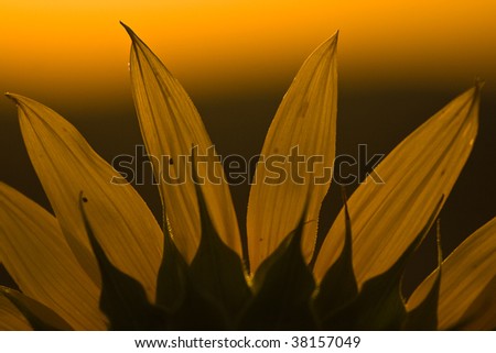 Sunflower meeting rising sun on background