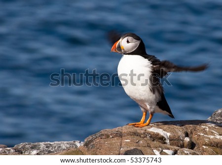 A puffin with wings flapping outstretched on a rock at  the Farne Islands