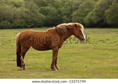 A brown New Forest Pony in profile against a backdrop of green grass and trees