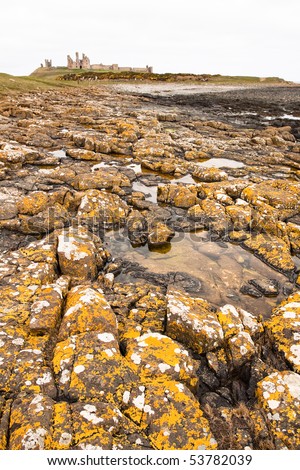 Rock pools covered  with yellow lichen in the foreground with Dunstanburgh Castle in the distance