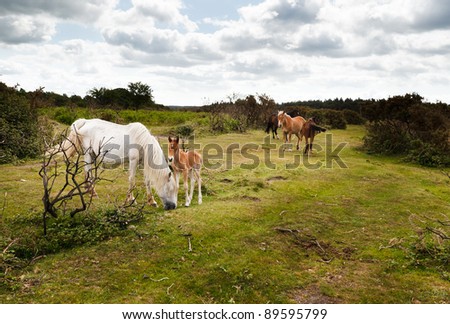 New Forest ponies grazing among the gorse bushes