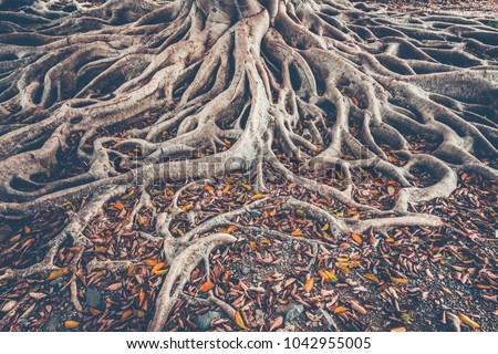 Similar – Image, Stock Photo Old tree roots spread across the forest floor in Cuc Phuong National Park in Ninh Binh Vietnam