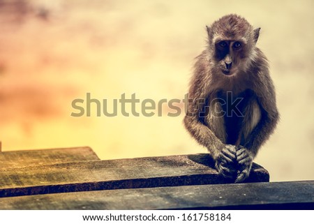 Portrait of the sad monkey. Krabi, Thailand