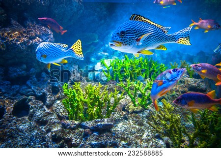 Colorful aquarium, showing different colorful fishes swimming