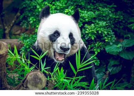 Hungry giant panda bear eating bamboo