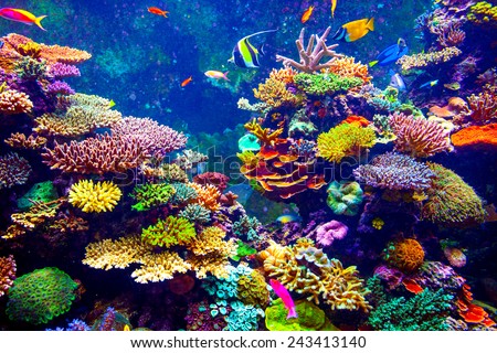Coral Reef