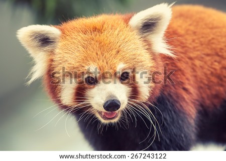 Portrait of a Red Panda, Firefox or Lesser Panda (Ailurus fulgens)