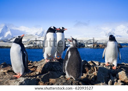 Group of penguins having fun on a background of mountains