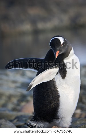 black and white penguin on the rocks