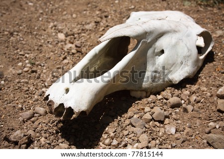 animal skull on the ground
