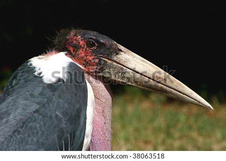 One of the ugliest birds in Africa!
