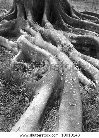 Monochrome B&W of massive tropical banyan tree with roots above ground