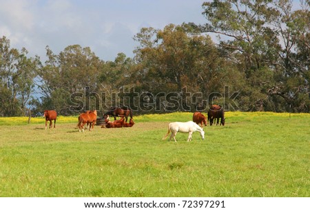 Horses grazing in a green grass pasture, one horse rolling on its back.