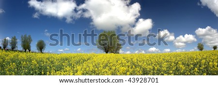 Vibrant yellow flowers stand tall in field. Backdrop is a deep blue sky with trees on the horizon and some fair weather clouds.