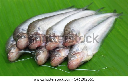 Fresh water Pabda fish of Southeast Asia on green leaf