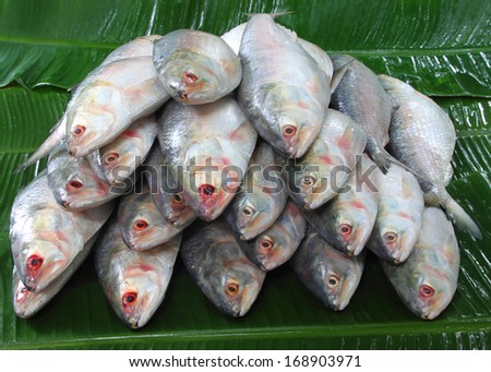 Pile of Ilish fish on banana leaves