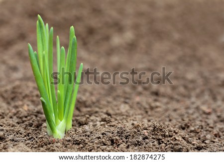 Close up of an onion plant on fertile ground