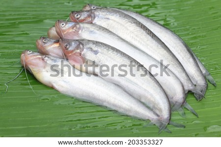 Fresh water Pabda fish of Southeast Asia on green leaf