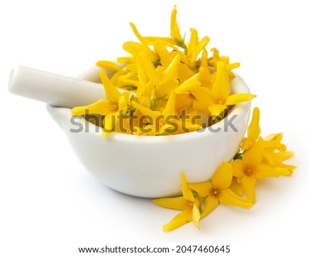 Medicinal Forsythia flower in mortar with pestle Stockfoto © 