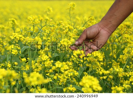 Farmers hand holds flowers in a mustard field