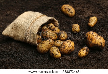 Newly harvested potatoes in soil with jute bag