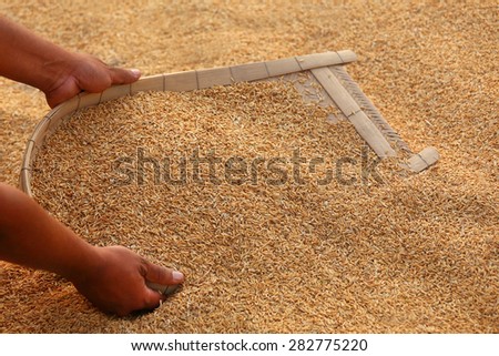 Processing golden paddy seeds in Indian subcontinent