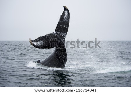 Humpback Whale Showing Off