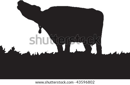 Vector Silhouette Of A Cow Mooing In A Field Or Pasture. - 43596802 ...