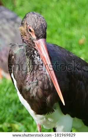 The Black Stork (Ciconia nigra) - a large wading bird in the stork family Ciconiidae