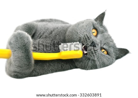 Similar – Image, Stock Photo Cat at the dentist