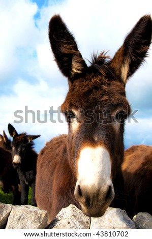 group of donkeys near the wall of stones with grass and sky background