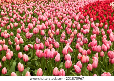 Red and pink Tulips in Keukenhof Flower Garden, cool spring day, Netherlands