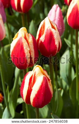 Violet Tulips in Keukenhof Flower Garden, cool spring day, Netherlands