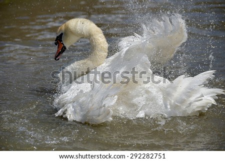 Swan flapping wings at Abbotsbury Swannery in Dorset
