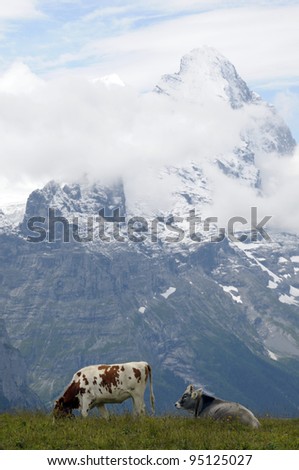 North Face of Eiger and cows from Grosse Scheidegg