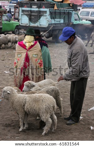 SAQISILI, ECUADOR - AUGUST 5 : At the biggest indian market of South America an indian farmer is selling sheep, August 5, 2010 in Saqisili, Ecuador