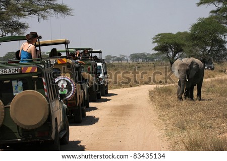 SERENGETI, TANZANIA, JULY 23 - Tourists line up & take pictures at an elephant crossing the road during their safari, on July, 23, 2011 in Serengeti, Tanzania. Serengeti is a large national park in North of Tanzania.
