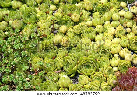 Background of small green succulent plants, also known and \'hen and chicks\'.