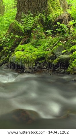 River bank under trees at mountain river with high level close to flood. Fresh spring air in the evening after rainy day, deep green color of fern and moss