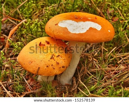 Fresh brown white mushroom hidden in old moss and dry needles, closeup view.