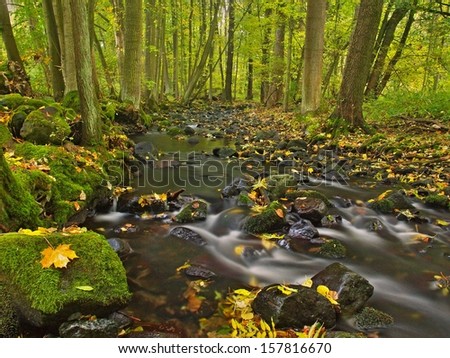 Mountain river with low level of water, gravel with colorful beech, aspen and maple leaves. Fresh green mossy stones and boulders on river bank after rainy day.