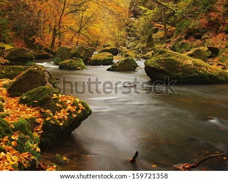 Autumn mountain river with low level of water, fresh green mossy stones and boulders on river bank covered with colorful leaves from maples, beeches or aspens tree, reflections on wet leaves.