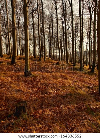 The autumn sunrise in beech forest. Orange dry grass between naked beech trees without leaves.