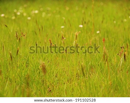 Freash green grass in the evening meadow, short stalk sticking out from green ground.